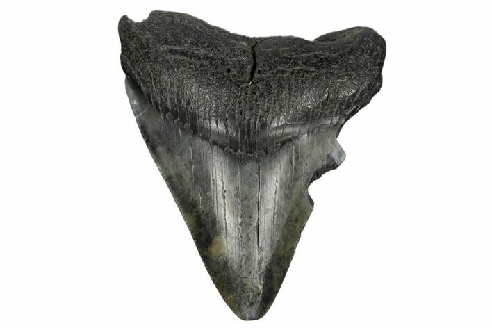 Fossil Megalodon Tooth - South Carolina #180927